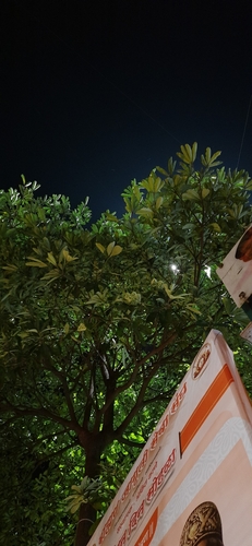 Alstonia scholaris