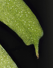 Tmesipteris sigmatifolia