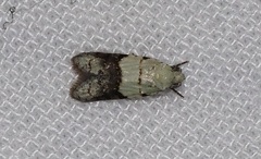 Tracholena sulfurosa