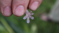 Gekko vittatus