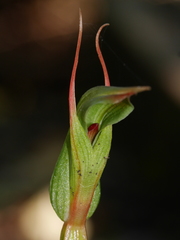 Pterostylis auriculata