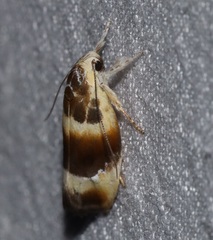 Piloprepes anassa