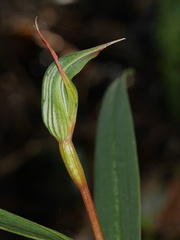 Pterostylis auriculata