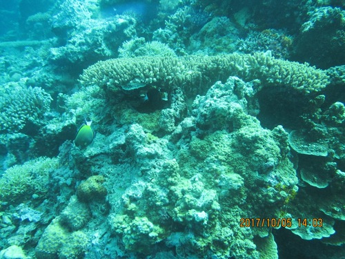 Photo of Japan Surgeonfish (Acanthurus japonicus)