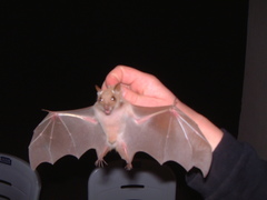 Epomophorus pusillus