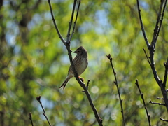 Linaria cannabina cannabina