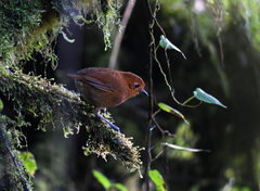 Grallaria saturata