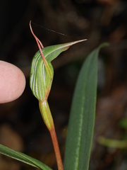 Pterostylis auriculata