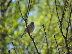 Linaria cannabina cannabina