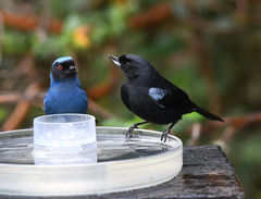 Diglossa lafresnayii