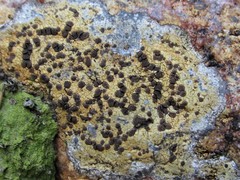 Ionaspis lacustris