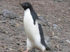 Adelie Penguin photo 5
