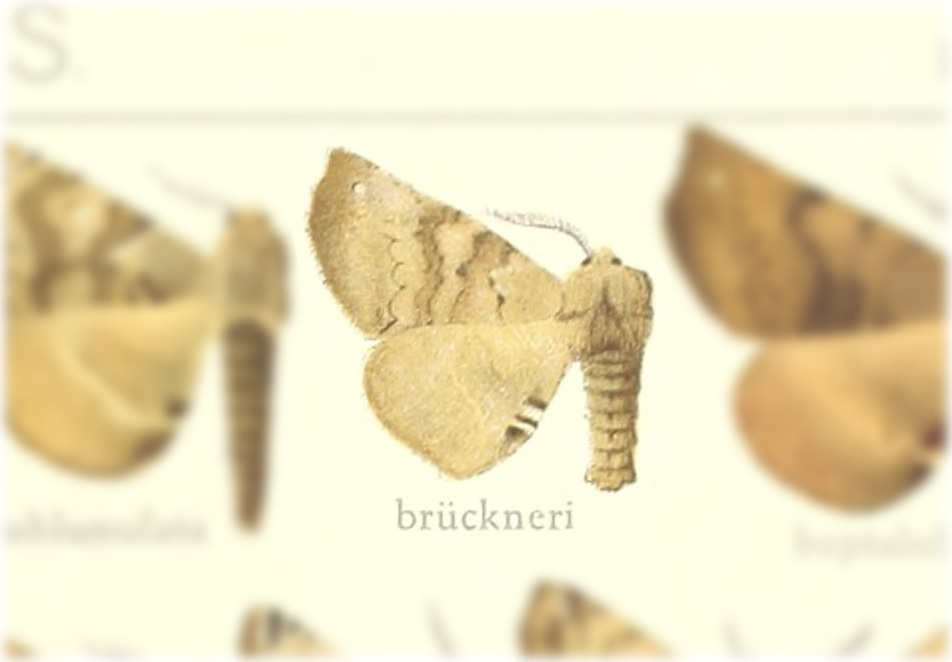 Apatelodes bruckneri