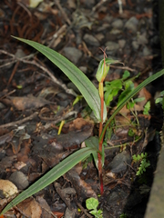 Pterostylis auriculata