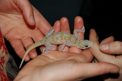 Ptyodactylus ragazzii