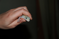 Ptyodactylus ragazzii