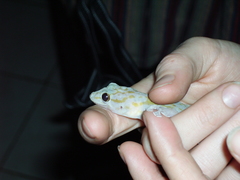 Ptyodactylus ragazzii