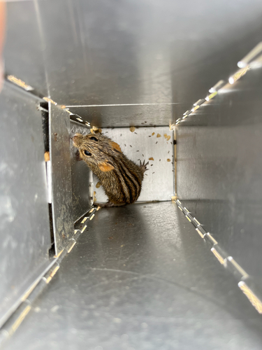 Mesic Four-striped Grass Rat