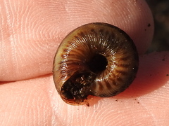 Anguispira strongylodes