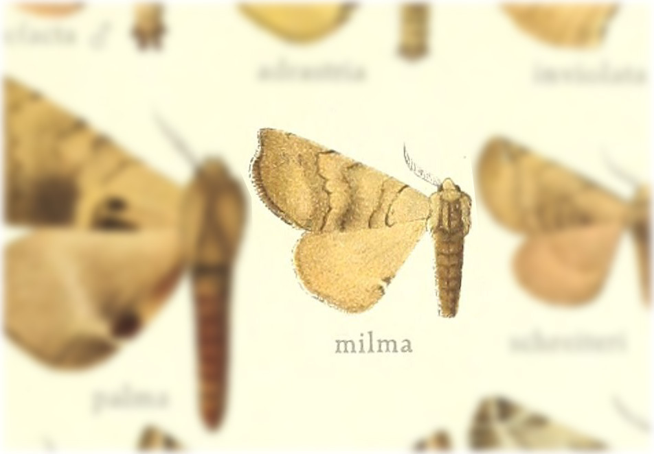 Apatelodes milma