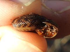 Anguispira strongylodes