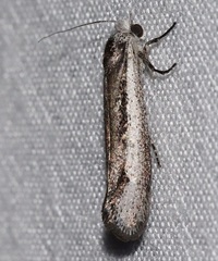Metapherna isomacra