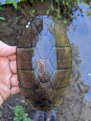 Kinosternon chimalhuaca