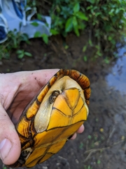 Kinosternon chimalhuaca