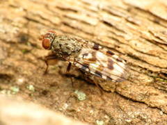 Pseudotephritis approximata