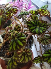 Begonia bowerae