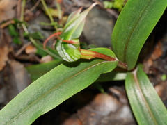 Pterostylis auriculata