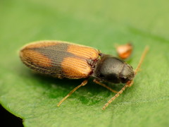 Horistonotus curiatus