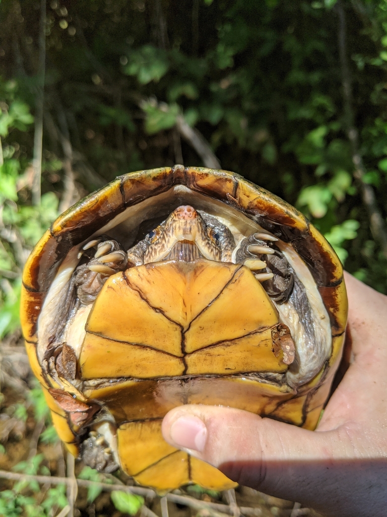 Jalisco Mud Turtle in December 2019 by José Garrido. Monster male ...