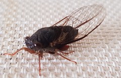 Birrima castanea