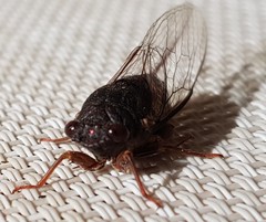Birrima castanea