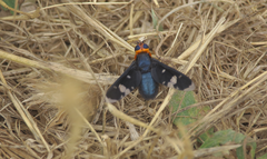 Hyperalonia chilensis