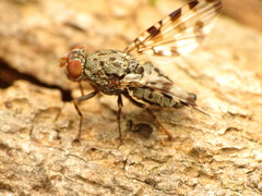 Pseudotephritis approximata