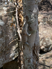 Oplurus cyclurus