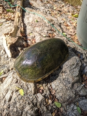 Kinosternon chimalhuaca