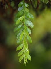 Tmesipteris lanceolata