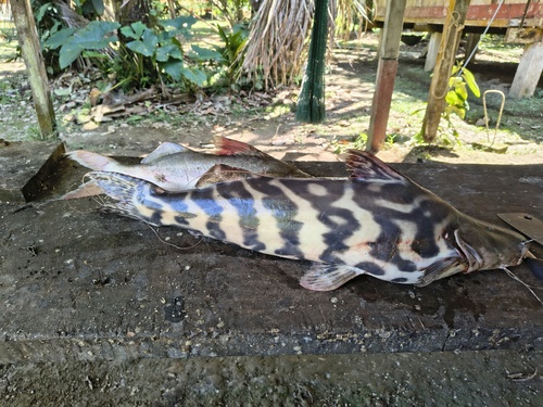 Dourade zebra (Brachyplatystoma juruense) — Pimelodidae