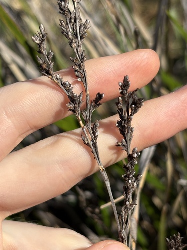 sticky saw sedge (Lepidosperma viscidum)
