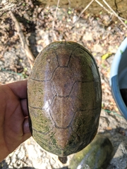 Kinosternon chimalhuaca