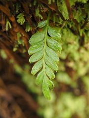 Tmesipteris lanceolata