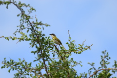Apalis ruddi