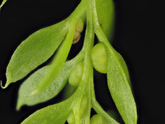 Tmesipteris lanceolata