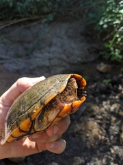 Kinosternon chimalhuaca