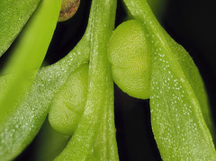 Tmesipteris lanceolata