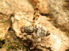 Pseudotephritis approximata