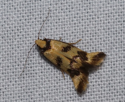 Olbonoma triptycha